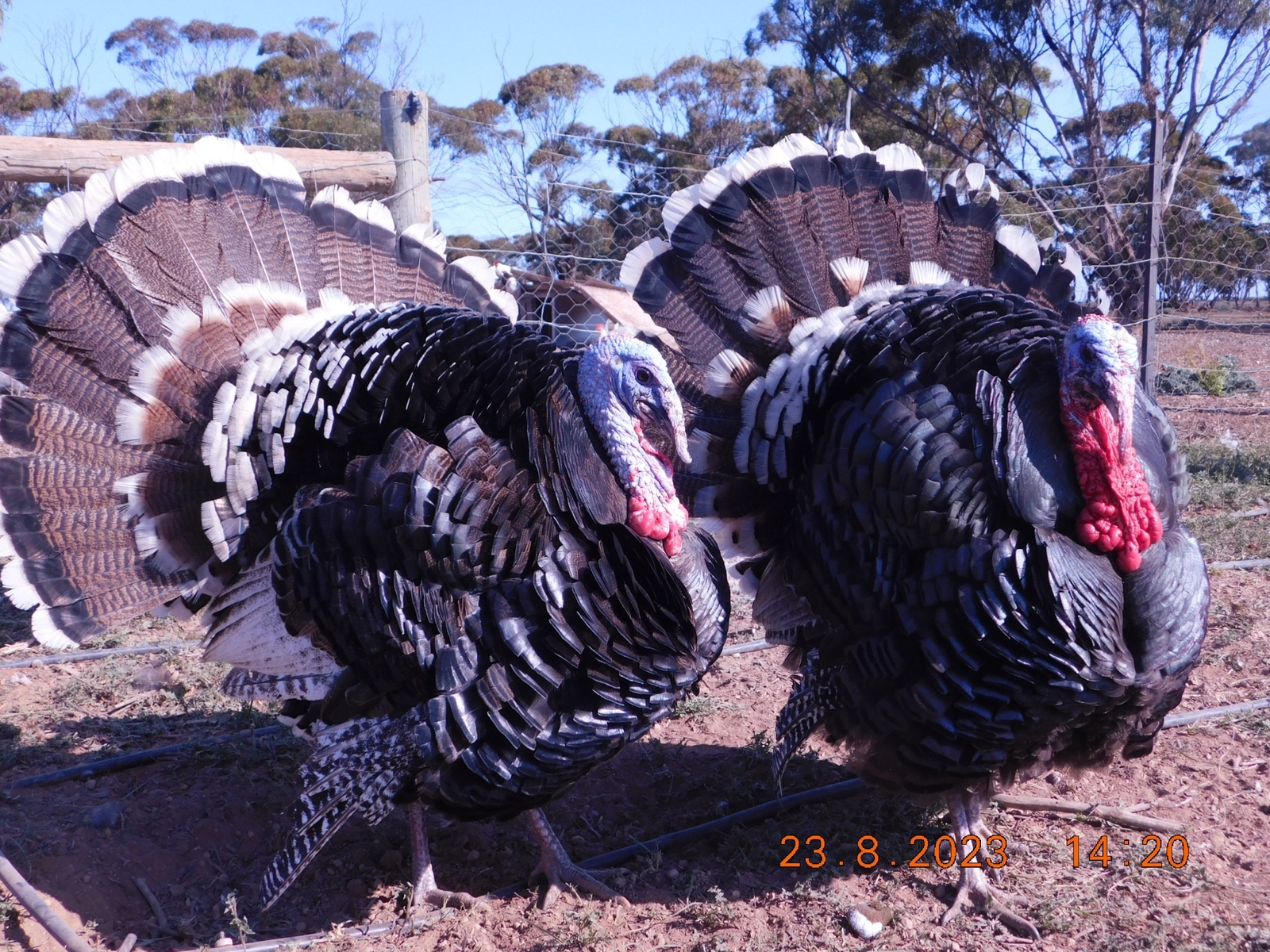 Fertile Heritage Turkey eggs eBay