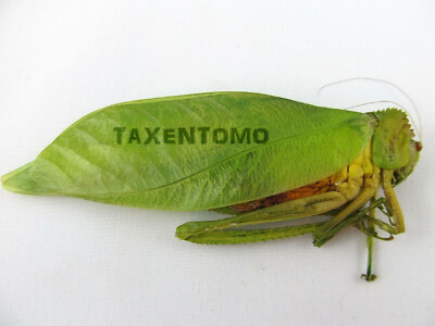 Tibet Tettigoniidae sp. 29mm 昆虫用品 Tibet Tettigoniidae sp. 29mm
