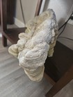 Super Rare And Huge Stromatolite Fossil-Oldest Living Fossil On Earth! — photo 8