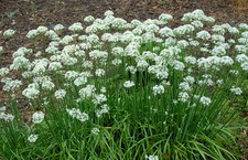 Aglio tagliato - Allium tuberosum - 25+ semi - semi - seeds R 041
