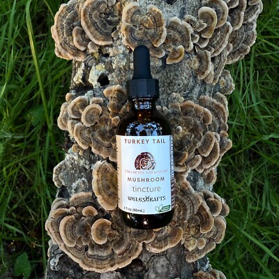 Turkey Tail Mushroom Tincture Wildcraft Triple Extract + Ultrasonic Extraction