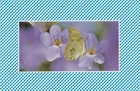 GENUINE SWAP PLAYING CARDS - 1 SINGLE - BUTTERFLIES - #30