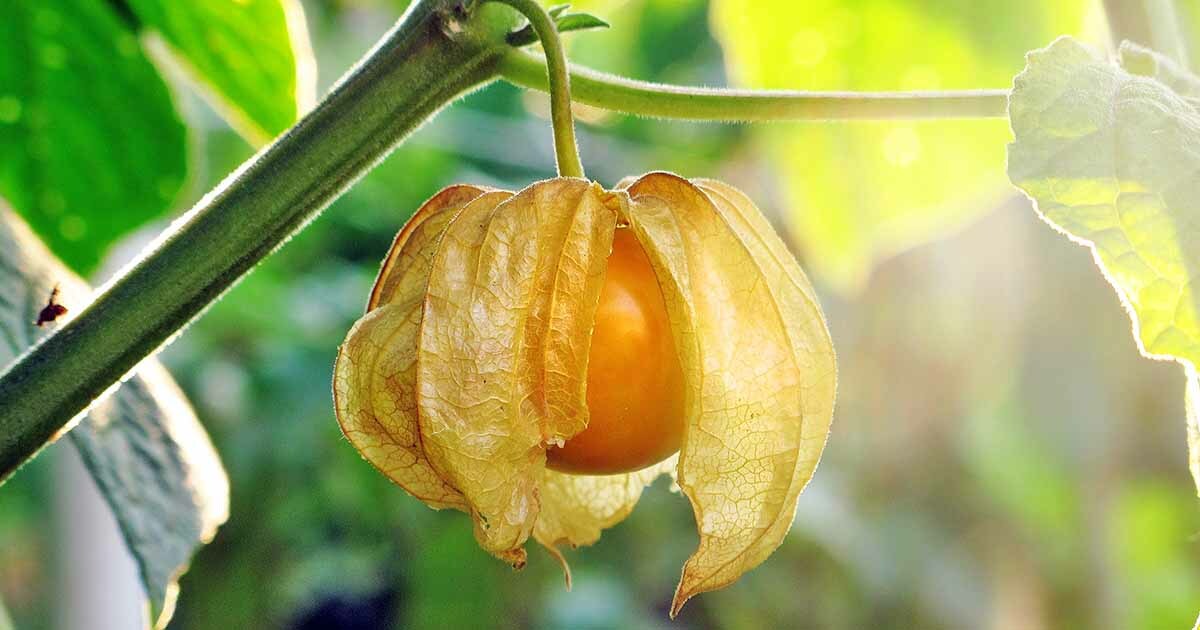 Ground Cherry, 50 Seeds, NON-GMO, Cape Gooseberry, Chinese Lantern