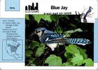 Dr Jim Stamps Maximum Card Blue Jay Forever Fdc