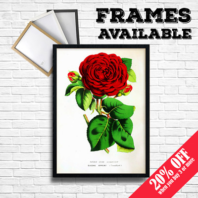 ROTE ROSE BLUME LIEBE Poster Vintage Wand Fine Art Druck Zuhause Café Pub HOTEL Deko