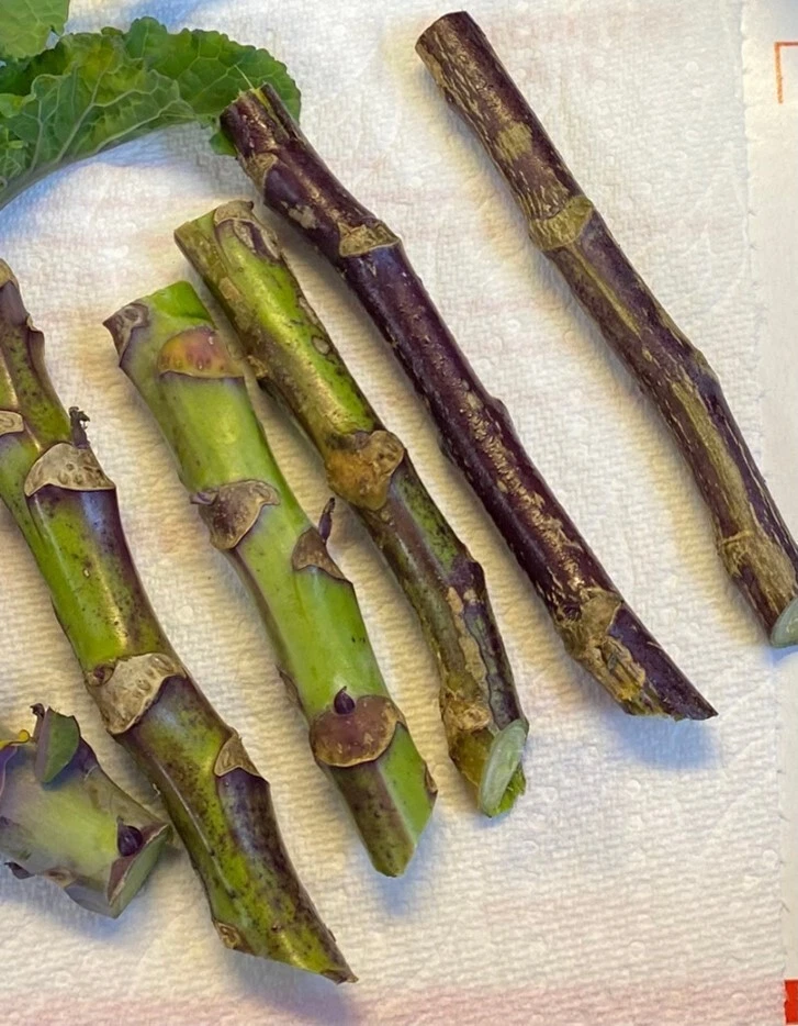 Purple Tree Collards /Kale Perennial Cuttings(3) or Rooted Plant: Food Security! - Image 3 of 4