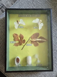 Vintage Education Model SILK Worm BOMBYX MORI LARVAE Made in Denmark Framed