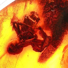 Baltischer Bernstein mit Spinnen-Inkluse • Seltenes Naturfossil • Sammlerstück