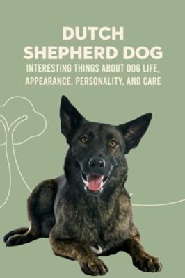Dutch Shepherd Dog: Interesting Things about Dog Life, Appearance, ...