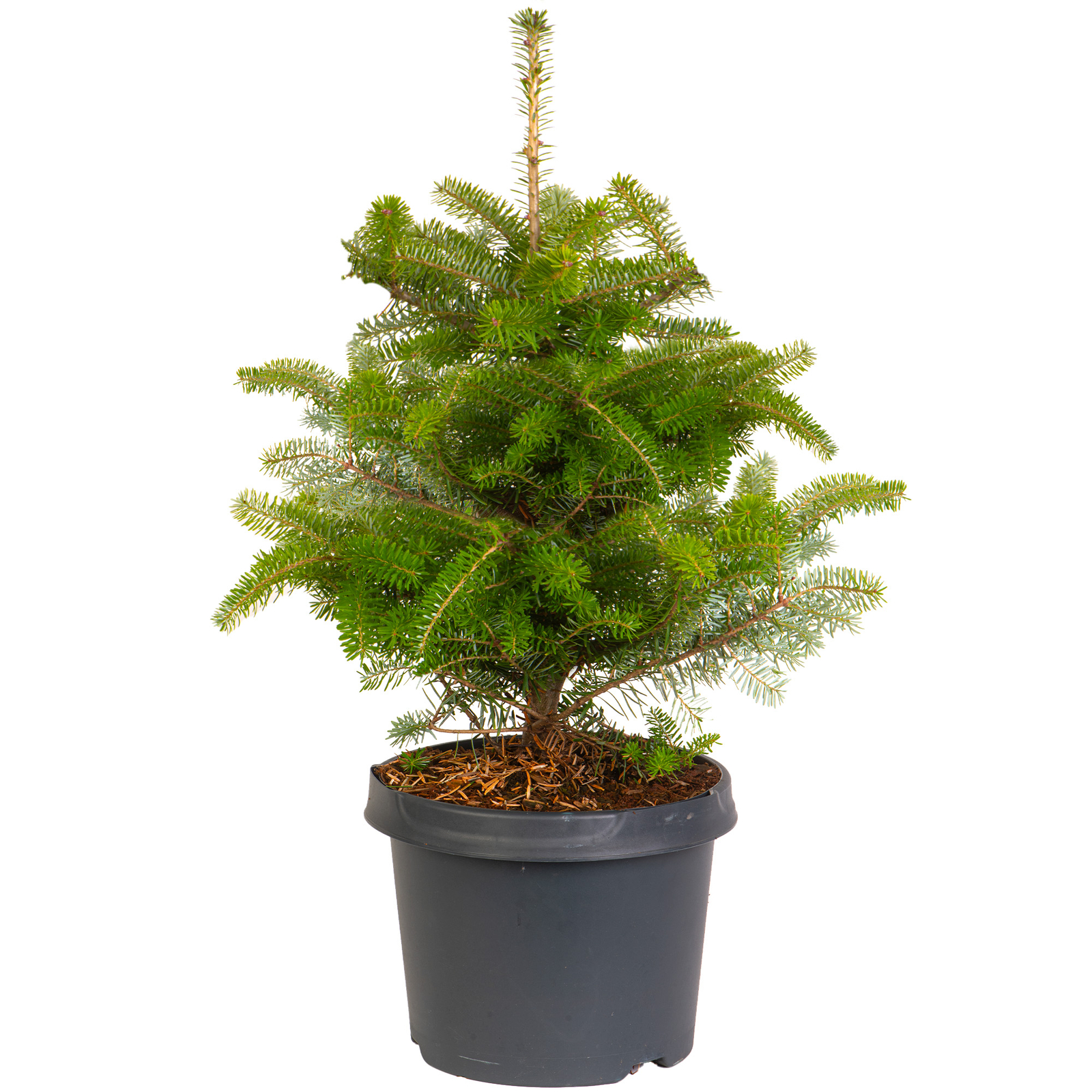 Korean Fir Pot Grown Tabletop Real Living Indoor Christmas Tree with