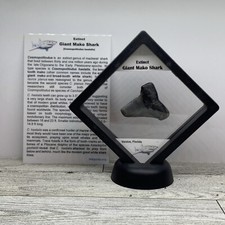 Giant Mako Extinct Shark Tooth Fossil in Display Case