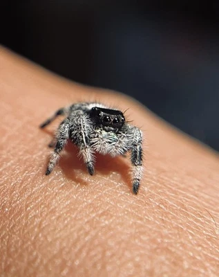Jumping Spider Males | i5-i6 Regal Jumping Spiders - Image 1 of 3