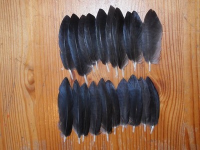 20 CROW CURVED WING FEATHERS,FLY TYING 2''to 3'' ,MILLINERY,ART & CRAFT,FLY TYING