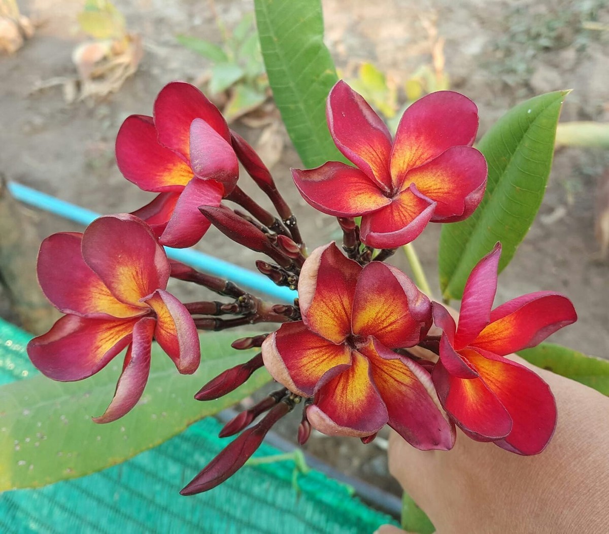 Rare plumeria Jamica Fire 1 fresh Unrooted Cutting- Thailand