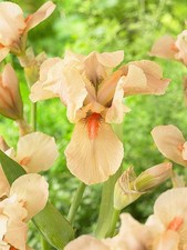 2 Litre Iris Germanica 'Apricot Silk' Herbaceous Perennial 