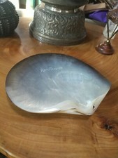 Cook Islands Souvenir Rarotonga abalone sea shell
