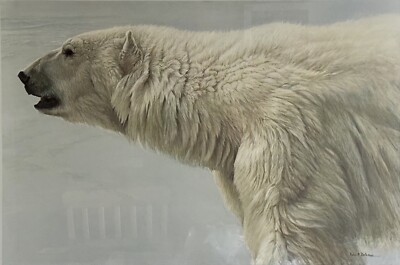 Robert Bateman - ''Polar Bear Profile'' - Papierlithographie - super selten 1982
