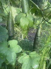 Loofah Seeds/ Fresh Organic Sponge Gourds Green Vegetables