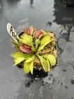 Venus Flytrap Patches -  Carnivorous Plant  🔥🔥🔥 — photo 4