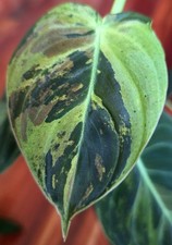 Rare Philodendron Variegated Melanochrysum 13" Tall Not Anthurium Aroid Monstera