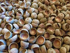 1.000 x Eichelhütchen - Eichelkranz - Herbst - Weihnachten - Floristik - Basteln