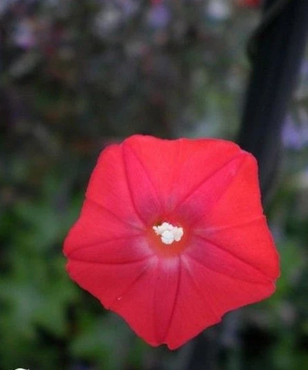 ♫ IPOMEE 'Cardinal Climber' - Ipomoea purpurea ♫ Graines ♫ Gaie Plte Ornementale