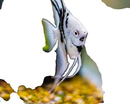 Paraiba Pinoy Clown Angelfish For Sale Fresh Live Aquarium