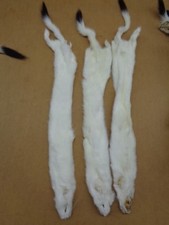 #2 Quality Tanned Ermine with full Tail/Weasel/Fur/Crafts/Stocking Stuffers