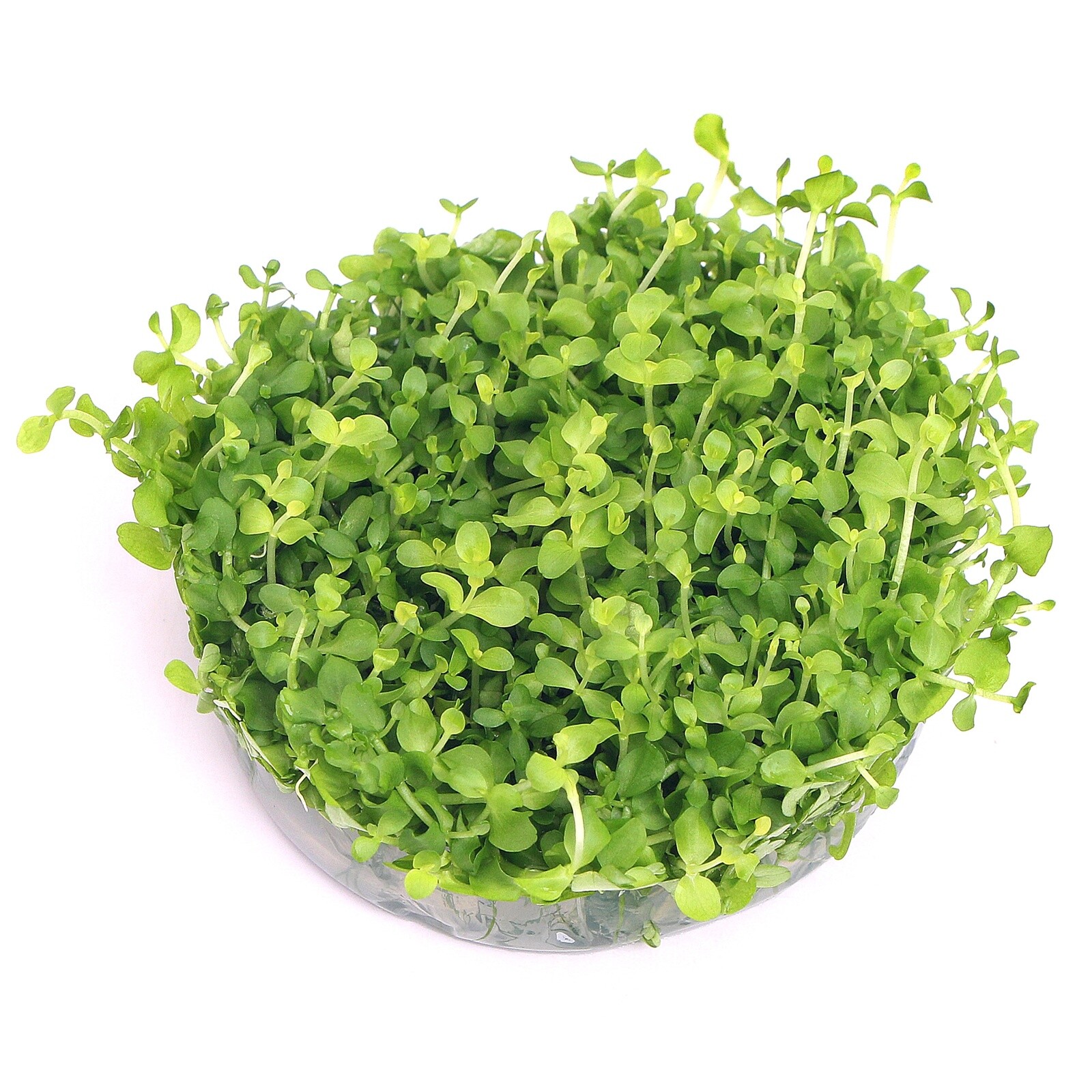 Micranthemum Monte Carlo Live Aquarium Plants Tropical In Vitro K2AQUA