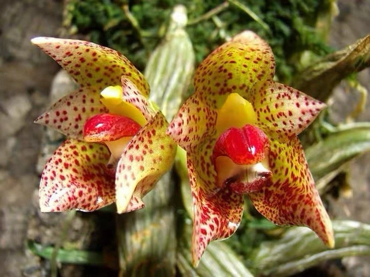 Philippines Bulbophyllum leopardinum Rare Species Orchid Blooming Size Plant
Opens in a new window o