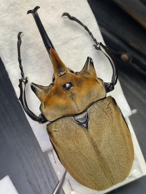 Dynastinae Megasoma elephas elephas From Mexico Male 114mm Large Size