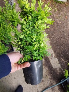 ENGLISH-BOX-HEDGE-PLANTS-in-140mm-POTS