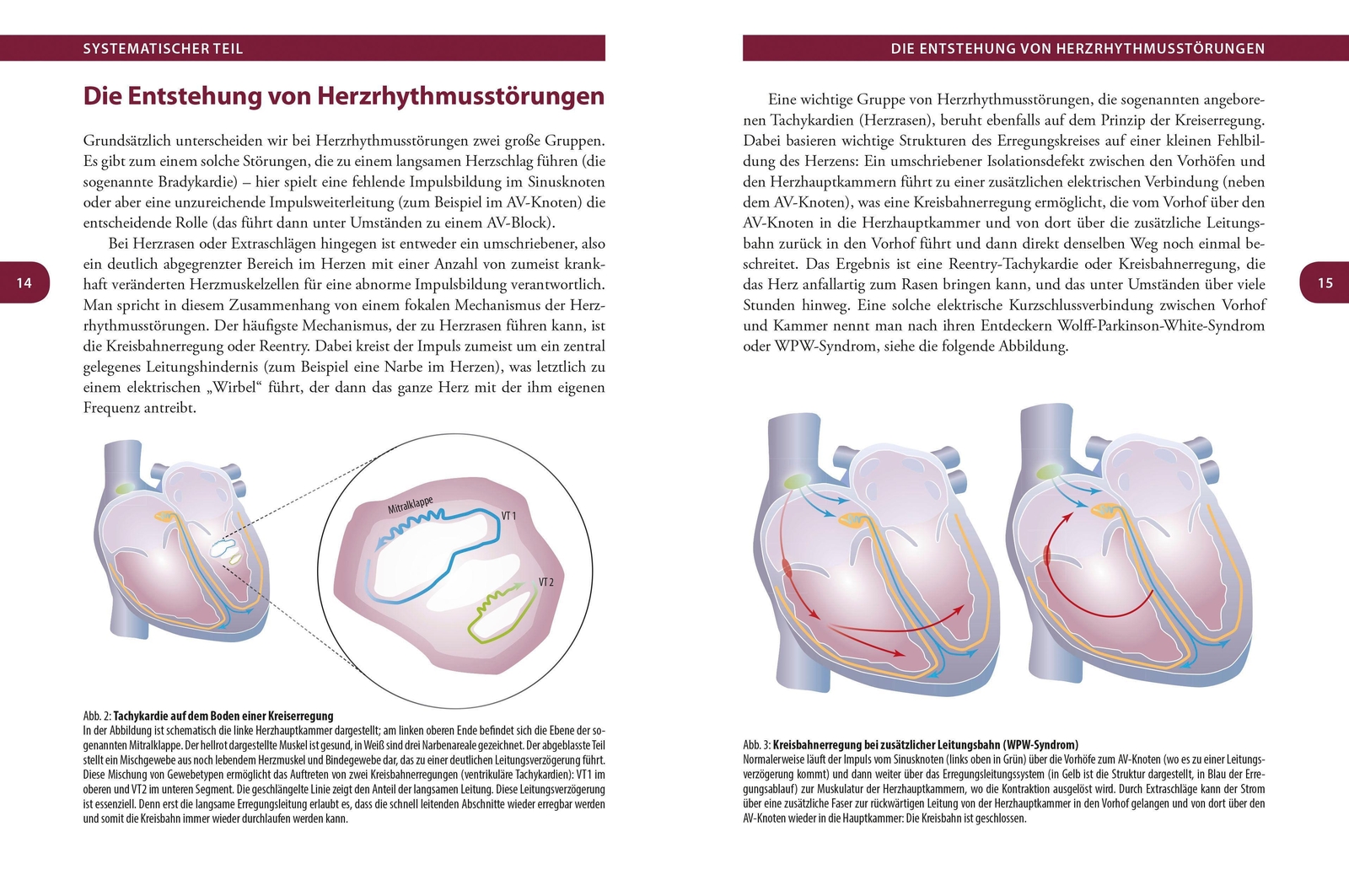 Thumbnail - Herzrhythmus - Der Takt Des Lebens. Herzrhythmusstörungen Verstehen
