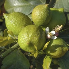 Citrus Tree, Mexican Lime, Compact, Fruiting, Evergreen, 7/9cm Pot