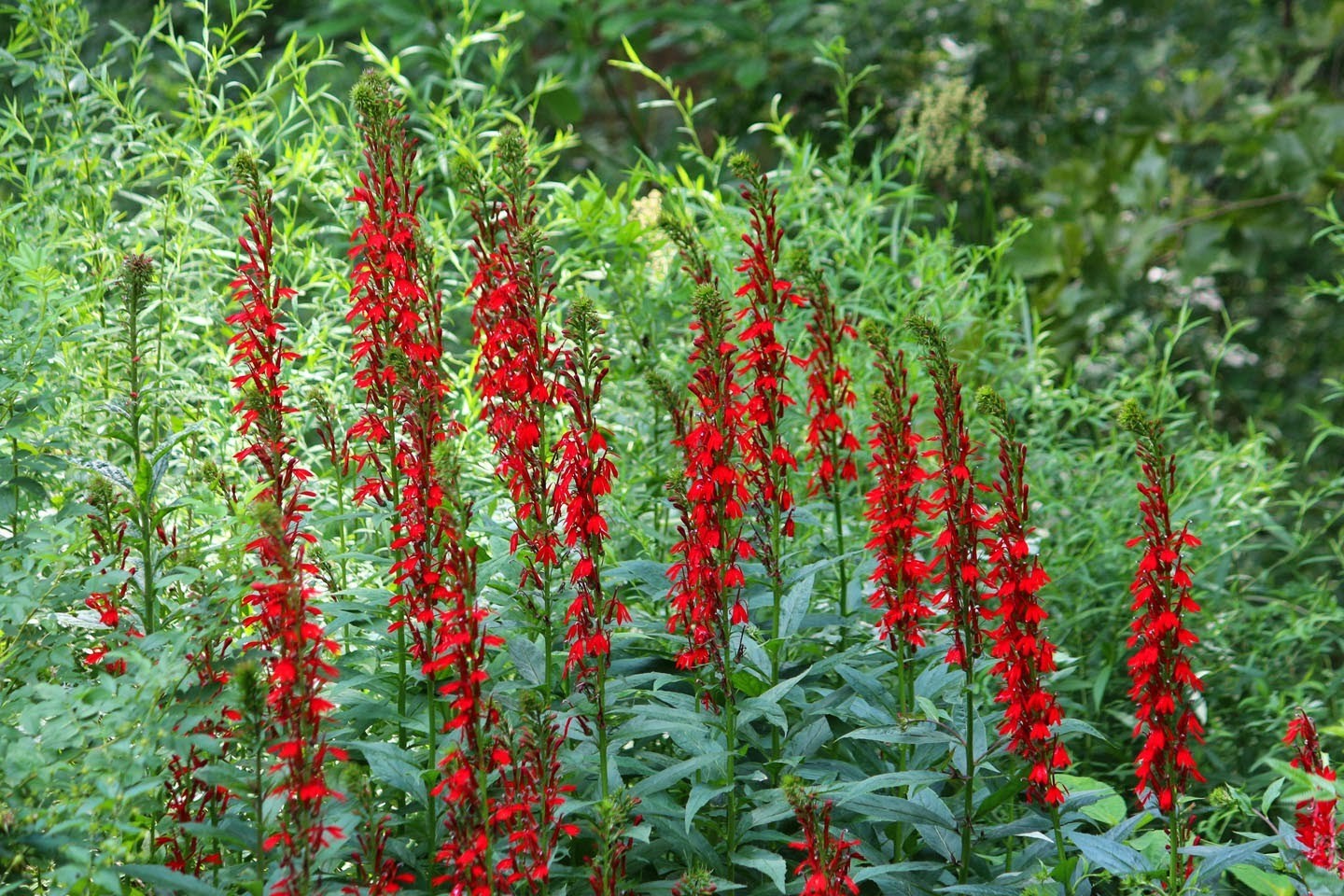 10 Cardinal Flower Wildflower Bare Root Lobelia cardinalis | eBay