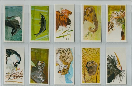 Brooke Bond. RE-ISSUE. A full set, 40 British cards, B32: 'Vanishing Wildlife' - Picture 3 of 8