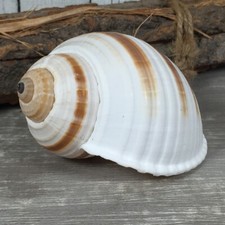 Tonna Sulcosa 10cm A-Qualit&auml;t echte Deko Muschel