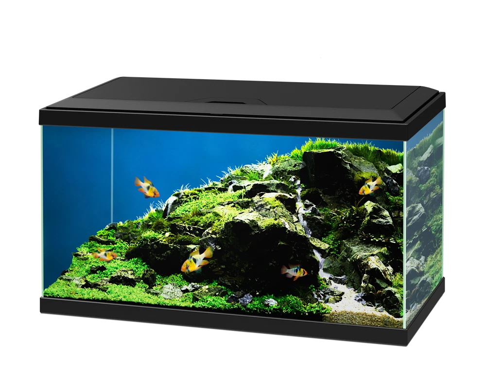 Ebay top fish tanks