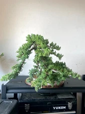 AWESOME! Fantastic Procumbens Nana Juniper Pre-Bonsai, 20 Years, GREAT TRUNK