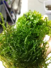 willow moss and subwasertang, live aquarium plant, TWO bags, 