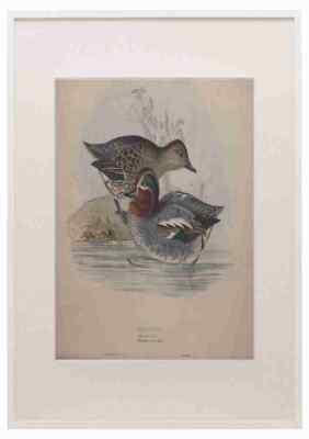 Gould Europe 1837 Common Teal A3 A4 gerahmter Druck Bild