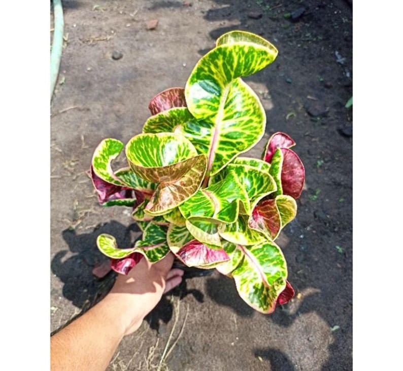 Codiaeum Variegatum Croton Dermaga Apple Rare Exotic Tropical Plant | eBay