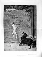 Old Antique Print 1901 Briton Riviere Cat High Wall Dogs Blockade Runner 20th
