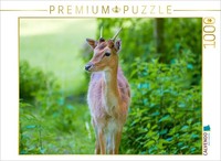 Puzzle Calvendo Dans La LumièRe Verte | 1000 PièCes, Format Assemblé 64 × 48 Cm