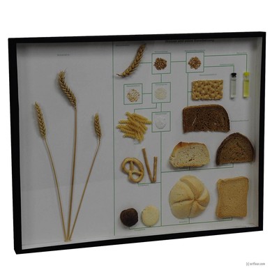 Vintage School Teaching Display Wheat Corn and its Products