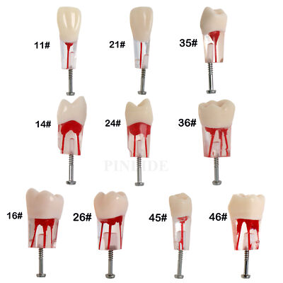 10PCS Dental Kilgore Nissin Type Endo Root canal Practise Typodont Teeth Model