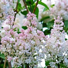 KRASAVITSA MOSKVY LILAC BUSH SYRINGA VULGARIS 4+ INCHES LIVE ROOTED WELL PLANT