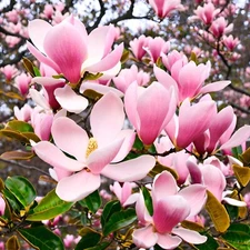 5 Magnolia Seeds LILY FLOWER TREE Fragrant Flowers Tulip " Light Pink White"
