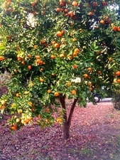 Dwarf Mandarin Orange Tree Organic {Citrus reticulata} 10 seeds Free Shipping!