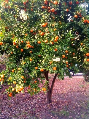 #ad Dwarf Mandarin Orange Tree Organic {Citrus reticulata} 10 seeds Free Shipping $5.99